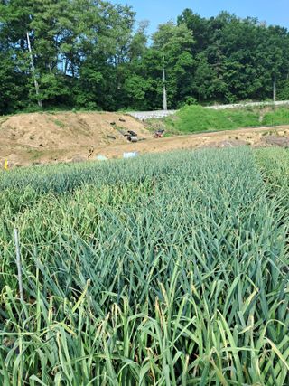 안영섭님의 마늘 · 영농일지 작성글 사진