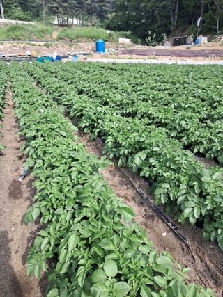 안영섭님의 마늘 · 영농일지 작성글 사진