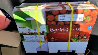 최창남님의 토마토 · 영농일지 작성글 사진