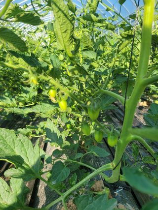 최창남님의 토마토 · 영농일지 작성글 사진