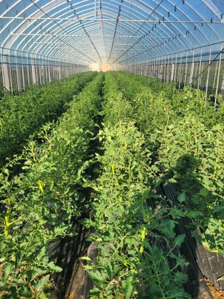 최창남님의 토마토 · 영농일지 작성글 사진