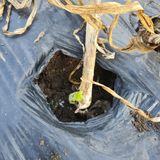 팜모닝 자유주제·자유게시판 게시글 이미지