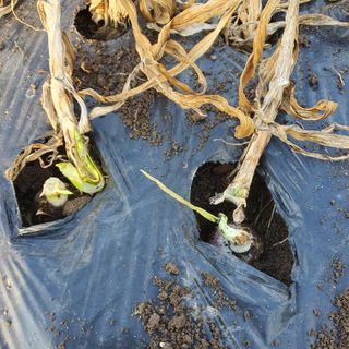 호박10186님의 자유주제 · 자유게시판 작성글 사진