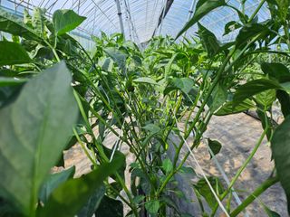 전봉우(채미농원)님의 자유주제 · 자유게시판 작성글 사진