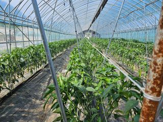 전봉우(채미농원)님의 자유주제 · 자유게시판 작성글 사진