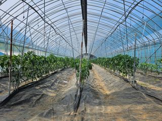 전봉우(채미농원)님의 자유주제 · 자유게시판 작성글 사진