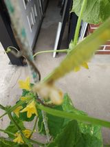 팜모닝 오이·병해충상담 게시글 이미지