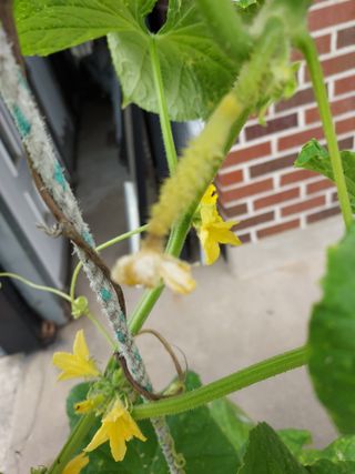 아나조아님의 오이 · 병해충상담 작성글 사진