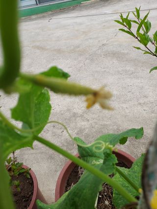 아나조아님의 오이 · 병해충상담 작성글 사진