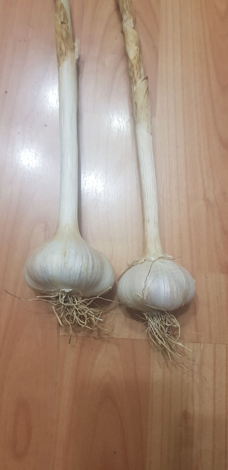 장터 상품 [홍산마늘 판매합니다.(판매 완료입니다)] 썸네일
