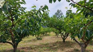 나수일님의 감 · 자유게시판 작성글 사진