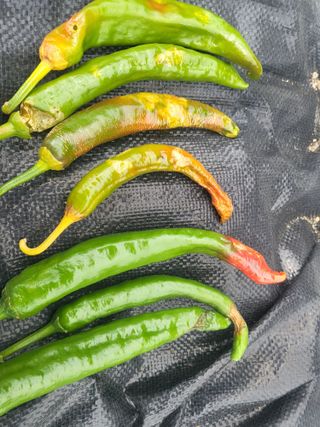 초보농 유경님의 고추 · 병해충상담 작성글 사진