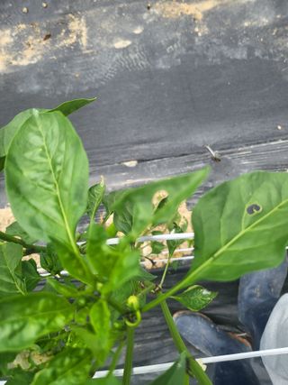 초보농 유경님의 고추 · 병해충상담 작성글 사진