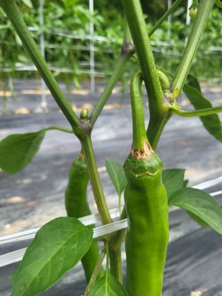 초보농 유경님의 고추 · 병해충상담 작성글 사진