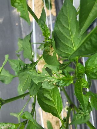 초보농 유경님의 고추 · 병해충상담 작성글 사진