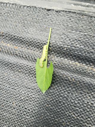 초보농 유경님의 고추 · 병해충상담 작성글 사진