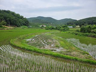 쌍학리 농민님의 벼 · 영농일지 작성글 사진