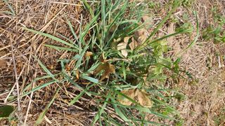 황의성님의 기타작물 · 영농일지 작성글 사진