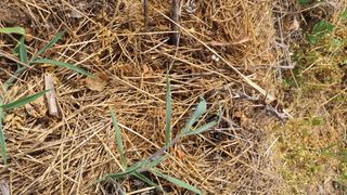 황의성님의 기타작물 · 영농일지 작성글 사진