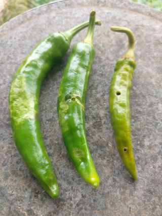 얼큰이님의 고추 · 병해충상담 작성글 사진