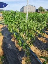 팜모닝 고추·병해충상담 게시글 이미지