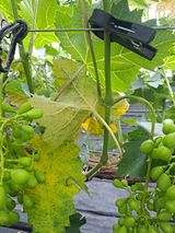 팜모닝 포도·병해충상담 게시글 이미지