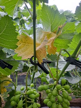 동동예행복농장님의 포도 · 병해충상담 작성글 사진