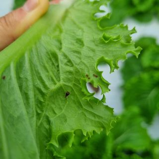 프롬밭님의 상추 · 병해충상담 작성글 사진