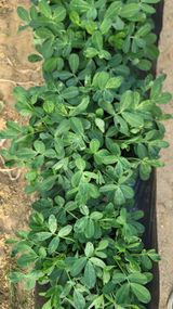 팜모닝 농사, 무엇이든 물어보세요!·참여글 게시글 이미지