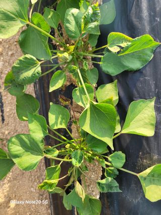 이윤미님의 고구마 · 병해충상담 작성글 사진