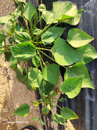 이윤미님의 고구마 · 병해충상담 작성글 사진