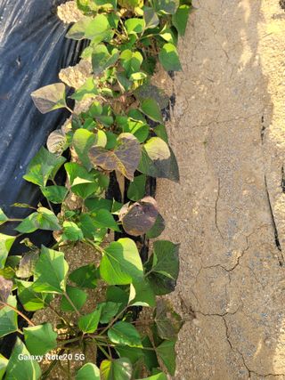 이윤미님의 고구마 · 병해충상담 작성글 사진