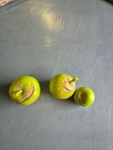 팜모닝 사과·병해충상담 게시글 이미지