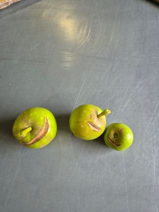 화성시정남면신리님의 사과 · 병해충상담 작성글 사진