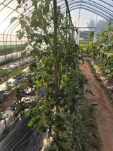 팜모닝 토마토·병해충상담 게시글 이미지