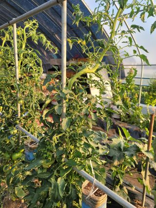 남궁. 정님의 토마토 · 병해충상담 작성글 사진