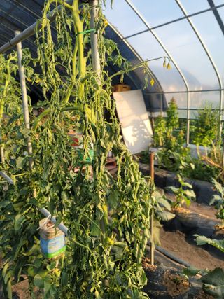 남궁. 정님의 토마토 · 병해충상담 작성글 사진