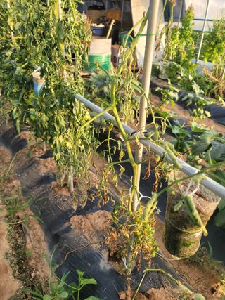 남궁. 정님의 토마토 · 병해충상담 작성글 사진