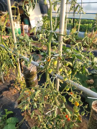 남궁. 정님의 토마토 · 병해충상담 작성글 사진