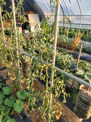 남궁. 정님의 토마토 · 병해충상담 작성글 사진