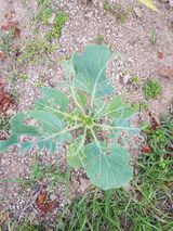 팜모닝 양배추·병해충상담 게시글 이미지