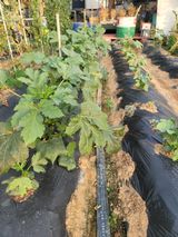 팜모닝 자유주제·자유게시판 게시글 이미지