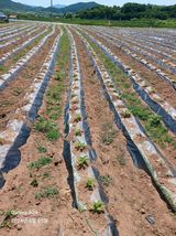 팜모닝 자유주제·자유게시판 게시글 이미지