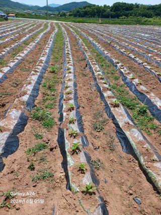 론멜님의 자유주제 · 자유게시판 작성글 사진