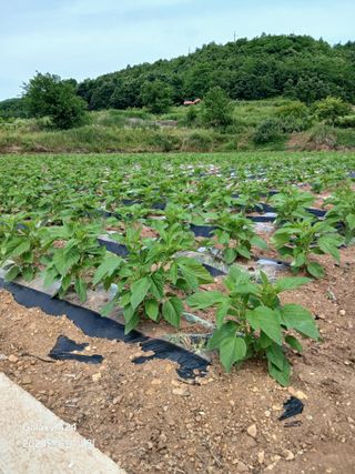 론멜님의 자유주제 · 자유게시판 작성글 사진