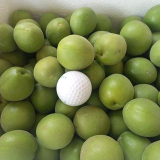 다온아띠농원 장현호님의 자유주제 · 자유게시판 작성글 사진