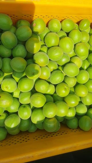 다온아띠농원 장현호님의 자유주제 · 자유게시판 작성글 사진