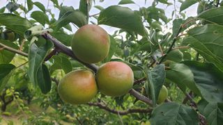 다온아띠농원 장현호님의 자유주제 · 자유게시판 작성글 사진