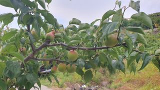 다온아띠농원 장현호님의 자유주제 · 자유게시판 작성글 사진