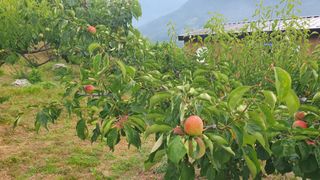 다온아띠농원 장현호님의 자유주제 · 자유게시판 작성글 사진